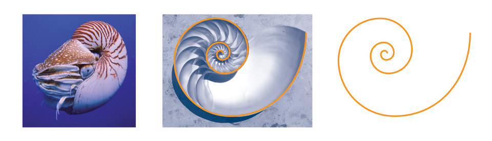 Sci high nautilus spiral