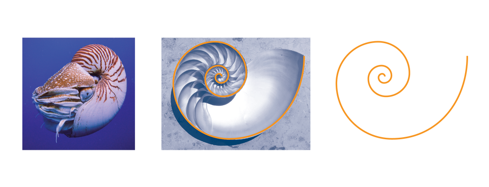 Sci High Nautilus Golden Ratio